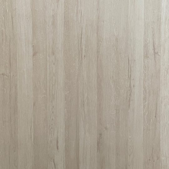 851冬青櫟